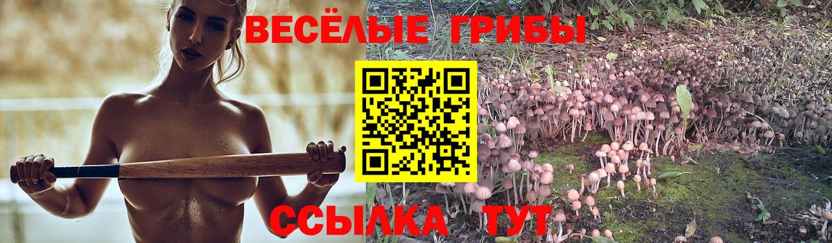 Псилоцибиновые грибы Cubensis Киржач