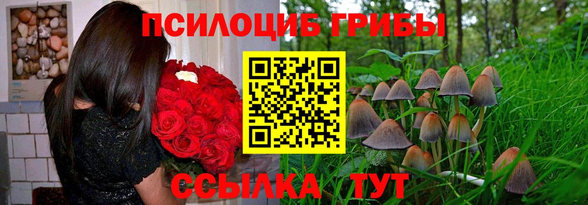 Псилоцибиновые грибы Psilocybe Киржач